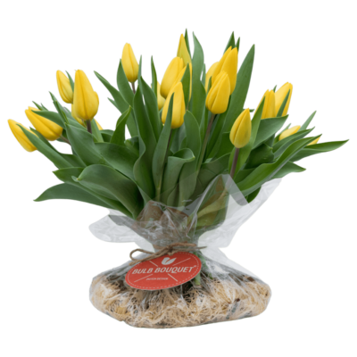 Bulb Bouquet Geel  (20 stelen)