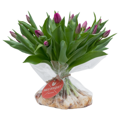 Bulb Bouquet Paars (20 stelen)