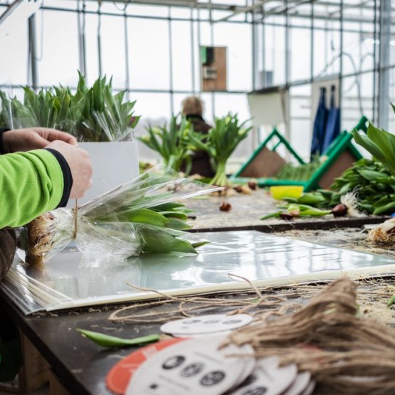 Pull Position - Bulb Bouquet - Kwekerij-5